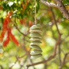 image:imageWoodstock Chimes Ceramic Disc Chime 26 Apricot Wind Chime for Outside Ceramic Shell Design Chimes for Garden Porch Patio Decor Unique Gift CCAPGreen