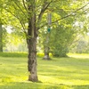 image:imageWoodstock Chimes Signature Collection Woodstock Celtic Chime Agate 24 Wind Chime World Music Wind Chimes for Outdoor Patio Home or Garden Dcor for St Patricks Day Decorations WCCS