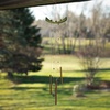 image:imageWoodstock Wind Chimes 29 Chi Energy Jade Chime Green Finish Ash Wood Bronze Aluminum Tube Signature Collection Windchimes for Outdoor Patio Home or Garden Dcor CEJS