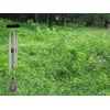 image:imageWoodstock Chimes Signature Collection Woodstock Chakra Chime 17 Amethyst Eastern Energies Wind Chimes for Outdoor Patio Home or Garden Dcor CCAM